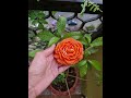 Orange peony flower-shaped candle #aestheticdecor #flowers #art #candlemaking