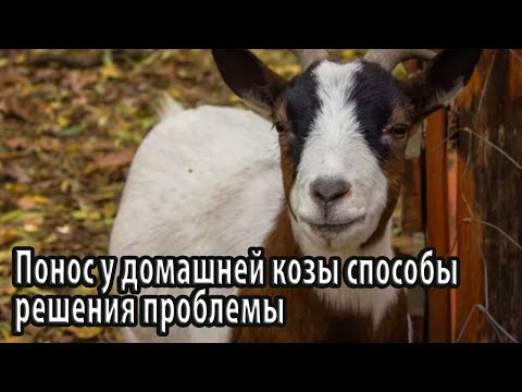 Понос у домашней козы способы решения проблемы