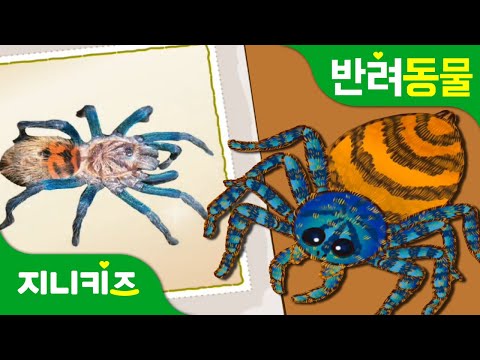 왕거미 타란툴라 키우는 방법!! | 타란툴라의 특징과 습성 | 반려동물 | 동물박사★지니키즈