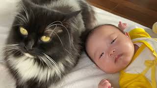 ベビーベッドを自分の居場所にする猫　ラガマフィンA cat that makes a crib his place. Ragamuffin.