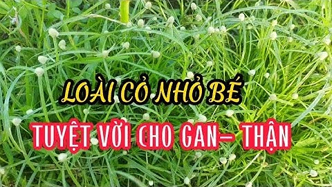 CỎ BẠC ĐẦU- Những bài thuốc trị bệnh tuyệt vời,rất dễ tìm,ở đâu cũng có