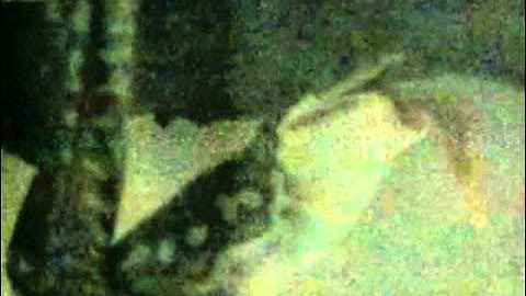 Python eating while hanging upside down