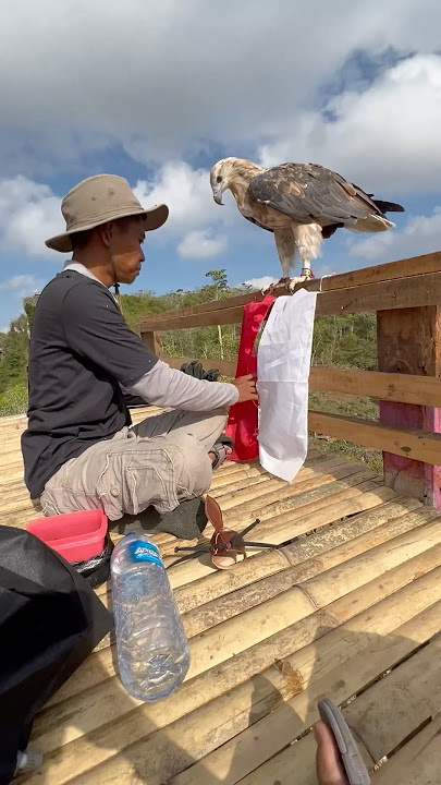 THE STRONGNESS OF THE EAGLE ON THE INDONESIA FLAG #trending #merdeka #viral #fyp