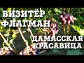 ВИЗИТЁР, ФЛАГМАН, ДАМАССКАЯ КРАСАВИЦА - НОВЫЕ ГИБРИДНЫЕ ФОРМЫ КАЛУГИНА