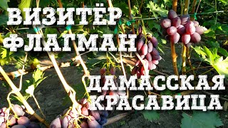 ВИЗИТЁР, ФЛАГМАН, ДАМАССКАЯ КРАСАВИЦА - НОВЫЕ ГИБРИДНЫЕ ФОРМЫ КАЛУГИНА