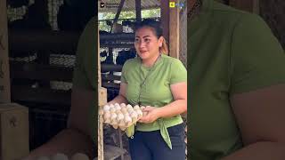 Terobosan Pangan Modern! PLN Hadirkan Peternakan Ayam Berbasis Listrik di Tomohon (Program TJSL)
