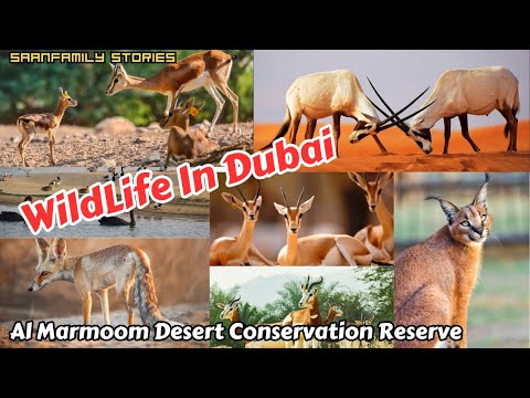 Wildlife in Dubai | Al Marmoom Desert Conservation Reserve | Free Entry | Saih Al Salam | Dubai UAE