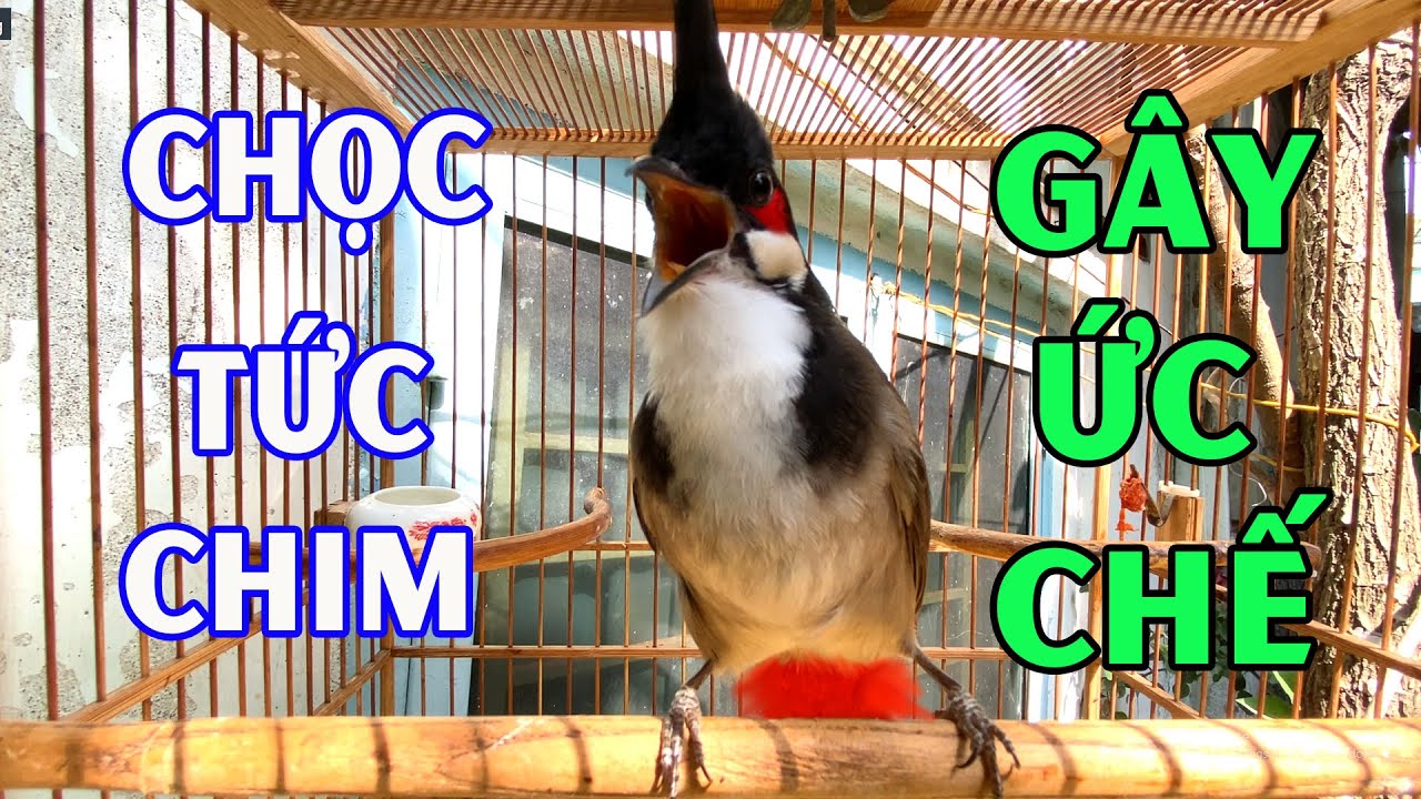 Kích Chào Mào Hót Ché/ Kích Chào Mào Bổi Hót Đấu Nhanh Ra Giọng / 100% Căng Lửa . Chào Mào Hót