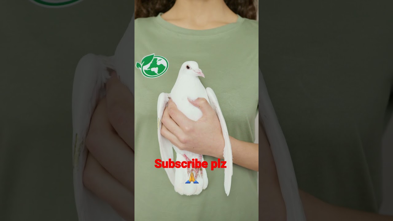 Beautiful birds in the world wattsap status  birds status  new birds video