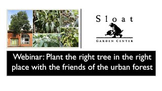 Webinar: Plant the right tree in the right place with the friends of the urban forest