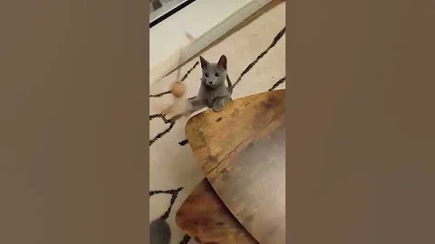Video 4234861: russian blue kitten playing