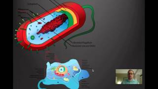 Bacteria Part 1.mp4