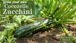 Sow Right Seeds | Cocozelle Zucchini