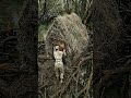 Double layered hidden shelter under the mangrove roots #underground #... #Shorts