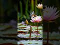The dragonfly  La libelo
