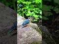 Common Kingfisher is a master fisherman, shimmering blue-green feathers and bright orange chest.