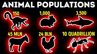 Smallest and Largest Animal Populations: Comparison - YouTube