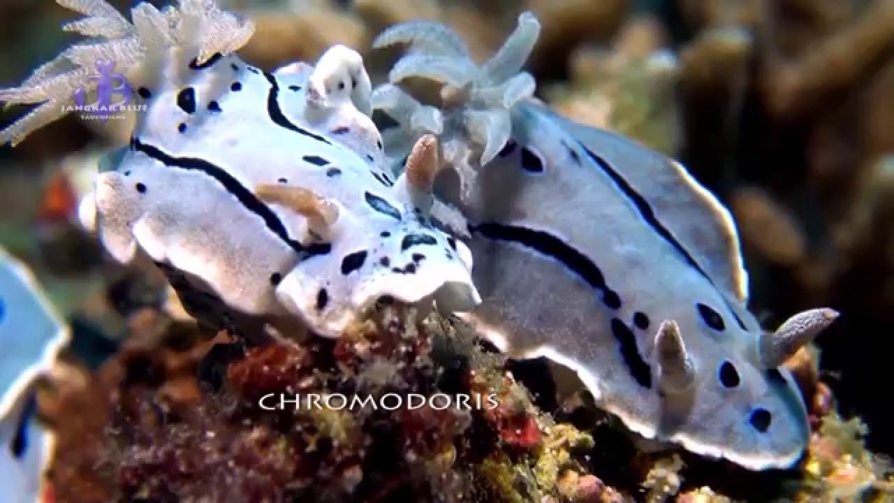 Nudibranchia Diving Jangkar Blue Hd Youtube Gambar