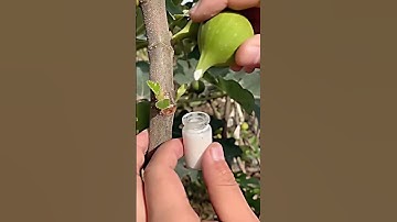 Fig Tree Sap Extraction Process - Unique tools to boost efficiency and streamline work