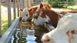 Destete precoz con ración con fibra en comederos de autoconsumo