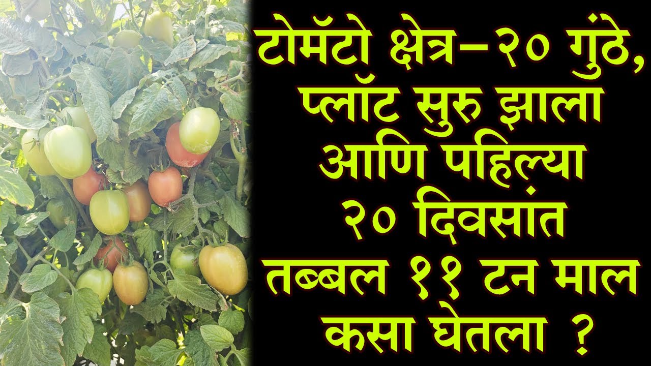 क्षेत्र-२० गुंठे, प्लॉट सुरु झाला आणि पहिल्या २० दिवसांत तब्बल ११ टन माल कसा घेतला।#Dr_Kisan#टोमॅटो।