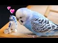R2-D2大好きインコ マスターピピ（生後６ヶ月）Budgie Loves StarWars R2-D2 [#027]