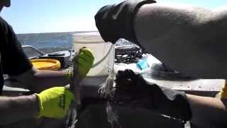 20141018 Popping Shrimp's Head Off