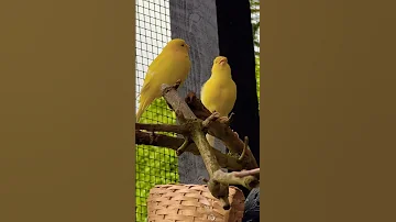 Canary Bird Song | Birds Video
