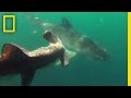 أغنية Tiger Shark vs. Hammerhead Shark | National Geographic