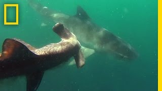 Tiger Shark vs. Hammerhead Shark | National Geographic