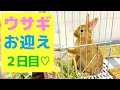 ウサギの飼い方＆おすすめグッズ紹介