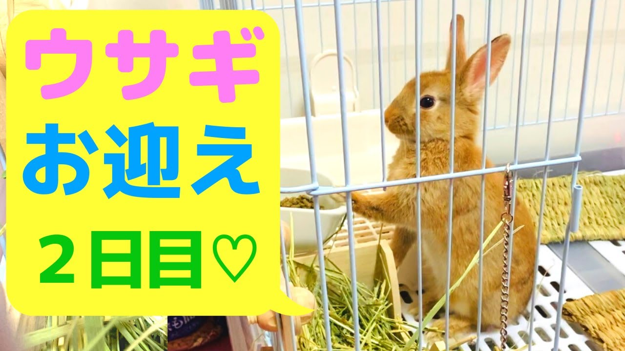 ウサギの飼い方 おすすめグッズ紹介 ネザーランドドワーフ ３ヶ月 Youtube