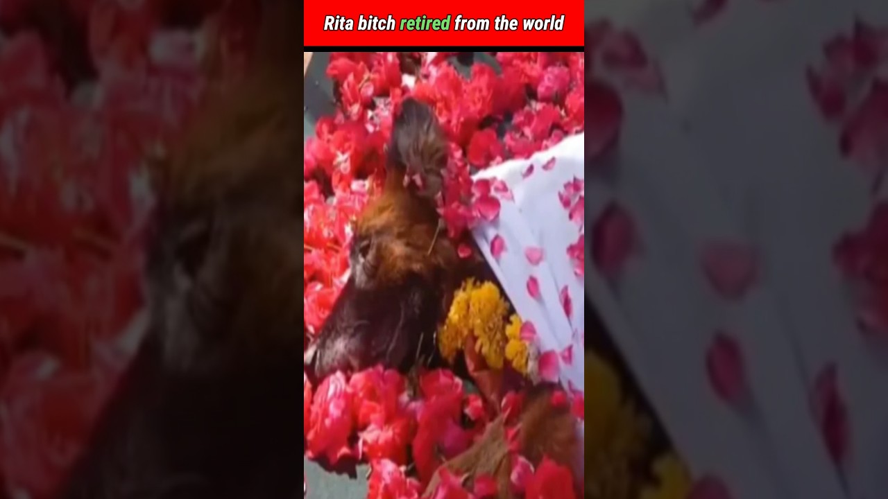 Rita bitch retired from the world 😥 