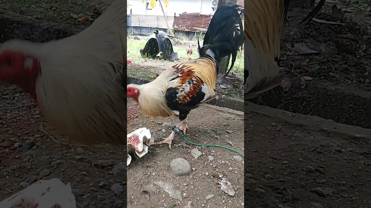 HighStation ChocoGrey