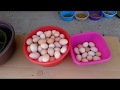 Folluklardan yumurta toplama 11