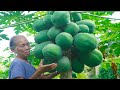 木瓜絲最好吃的做法，學會這一招，香辣爽口，好吃回味Guangxi grandmother, making traditional Chinese food with green papaya｜玉林阿婆