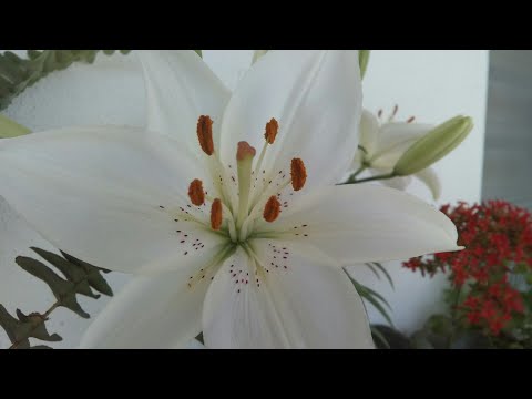 Video: Zambak Ve Daylily Arasındaki Fark Nedir? 21 Fotoğraf Aileler Arasındaki Fark. Onları Aynı çiçek Yatağında Nasıl Ayırt Edebilirim?