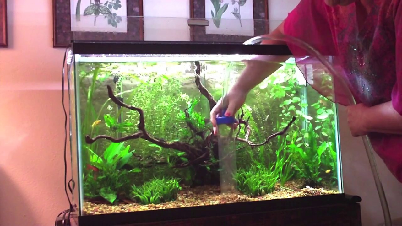 Water Change W/O Carrying Buckets for 5 Aquariums YouTube