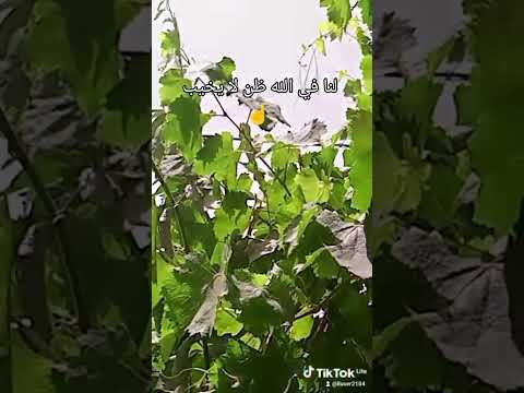 لنا في الله ظن لا يخيب