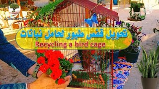 تحويل قفص طيور الى حامل نباتات recycling a bird cage into a planter