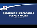 Вебинар №1 школы НЕФРОУРОВЕТ: "Введение в нефрологию собак и кошек". Лектор - Наталия Прокофьева.