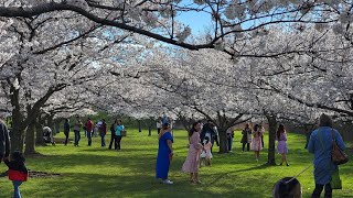 Cherry Blossoms at Brookside in Cleveland, and the Brooklyn, OH Library Relocating (April 7, 2024)
