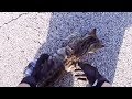 BIKER TRIED TO SAVE POOR INJURED KITTY | BIKERS ARE NICE  2018 |  [Ep. #38]