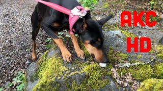 Train Your Dog For Scent Work HD in One Lesson