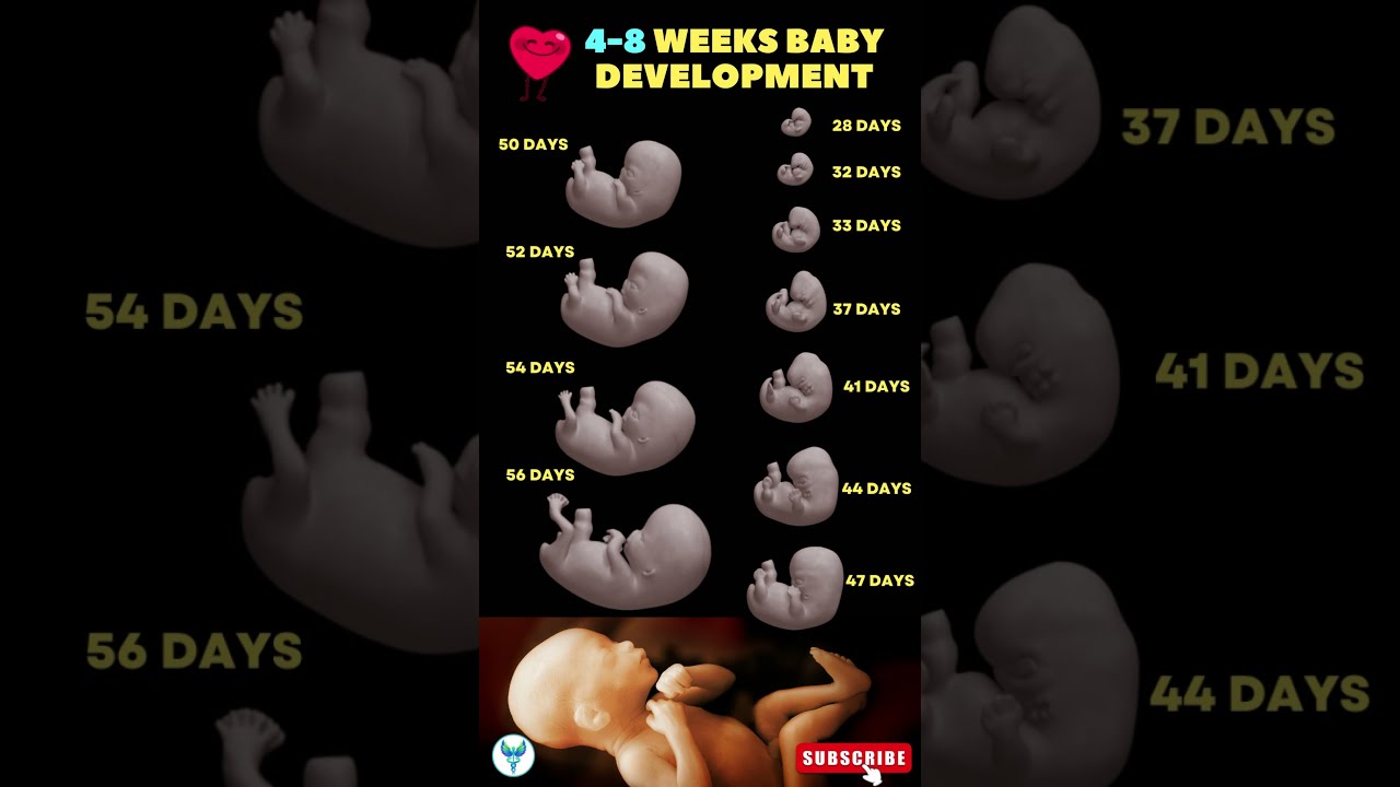 4 8 Weeks Baby Development Fetal Pregnancy Week By Shortsvideo