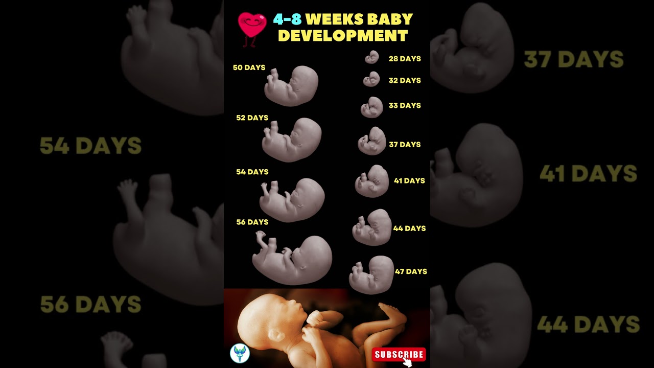 4 – 8 Weeks Baby development 🚼😍 Fetal development | Pregnancy week by week #shortsvideo #baby
