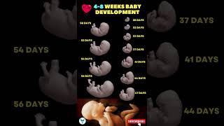 4 - 8 Weeks Baby development 🚼😍 Fetal development | Pregnancy week by week #shortsvideo #baby screenshot 4