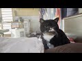 朝からやたら話しかけてくる猫［HDR動画］/Wake-up call cat