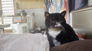 朝からやたら話しかけてくる猫［HDR動画］/Wake-up call cat