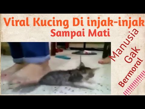 Viral kucing mati dipinjak-pinjak 3 orang wanita